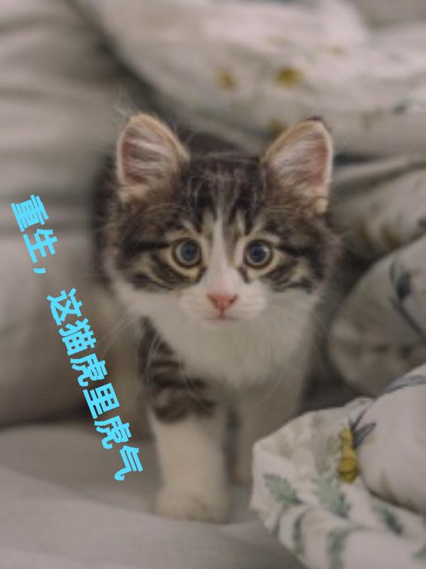重生,这猫虎里虎气